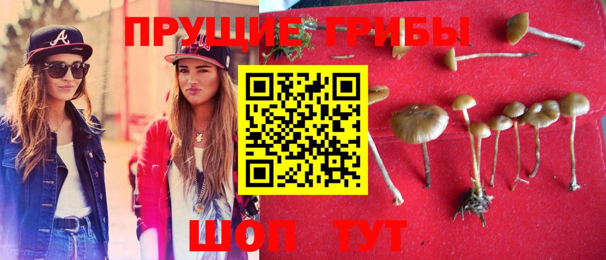 Псилоцибиновые грибы Psilocybe  Вход с VPN  Пугачёв 